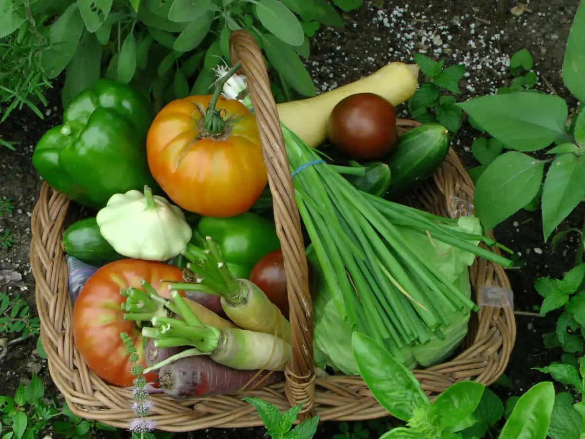 La importancia de una dieta basada en alimentos de origen vegetal